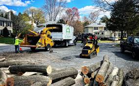 How Our Tree Care Process Works  in  North Lakeport, CA